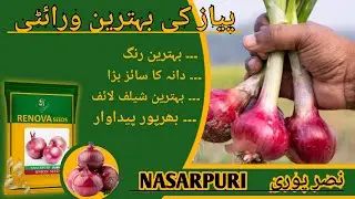 Best Variety of Onion / NASARPURI / High Yielding Onion Variety Seeds #onion #seeds