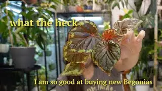 unboxing my new Begonias & 1 month growth update 🌱