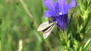Maculinea alcon