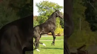 Very choppy animation wip- I plan on hopefully drawing it- #horse #animation #fypシ゚viral #viralvideo