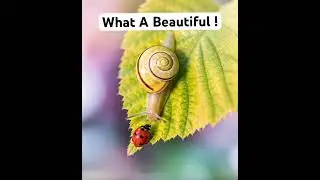 🐌❤️What&rsquo;s Beautiful! #reels #snail #phonk #animals #survival #animal #new #shorts #shortvideo