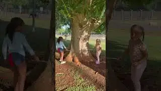 The new way of picking mangos 🥭 🤣🤣 #viralvideo #funny #shortsfeed