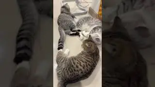 Copy Mom🥰😄#viral #cute #cat
