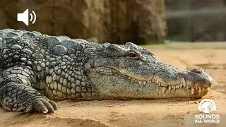 Sound/Sonido Alligator Crocodile Growl - Cocodrilo Cocodrilo Gru&ntilde;ido