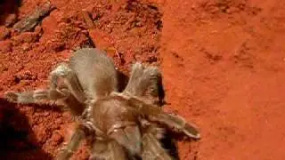 Barking spider
