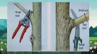Tree pruning tips: Dos & don'ts for trimming branches | Year-Round Gardening
