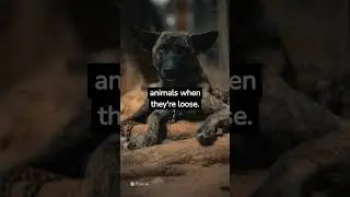 Facts about the Philippines Witch Dog. part 2 #asonggubat #philippineforestdog #tigerdog #purebreed