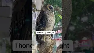 This bird doesn&rsquo;t flinch 🗿#fypシ #fyp #travel #japan #birds #tokyo #animals