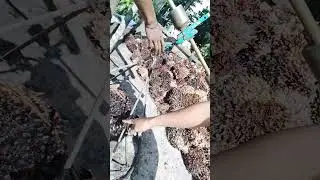 fake seeds, the taller they are, the more super the fruit😱😱😱😱