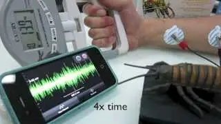 Electromyograms during Muscle Fatigue