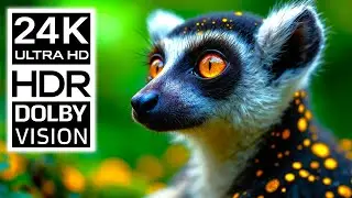 Nature’s Heartbeat 24K HDR 120FPS Dolby Vision (8K / 4KTV)