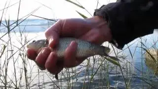 Strange winter white fish behaviour on lake Medjes, part 1