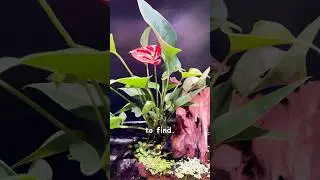 Комнатные растения, которые стоит добавить в свой аквариум #plantedaquarium #aquariumhobby #pothos