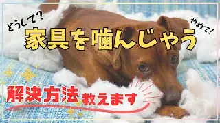 【犬しつけ】【噛む】なぜ家具を噛んでボロボロにするの？視聴者様からのコメントにお答えいたします。