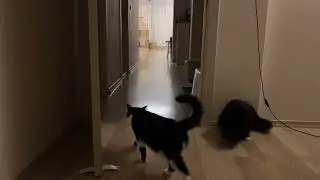 Attack and Galloping  攻撃仕掛ける猫