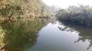 my village forest in odisha/