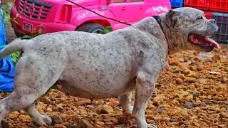 familia de american bullys, padres, hijos, hermanos