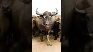 🥃💴Daru pila wala Daru 😇😇pilao sabhi comedy 🤣🤣Ko dekhkar video ko like and channel ko subscribe Karen