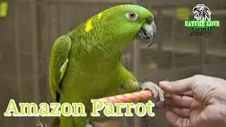 Amazon Parrot //Nature Love Tamil
