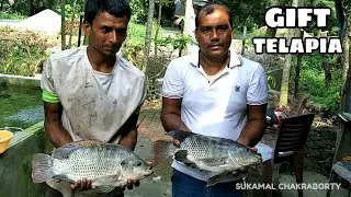 BIG SIZE GIFT TlLAPIA & MONOSEX TILAPIA / দেখুন বড় সাইজের গিফট তেলাপিয়া এবং মনোসেক্স তেলাপিয়া .