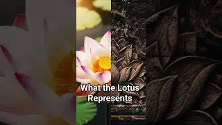 Egypt Used the Lotus the Same Way It Used Stone |🔺Elixir of the Gods | Pyramid Scheme 🔺