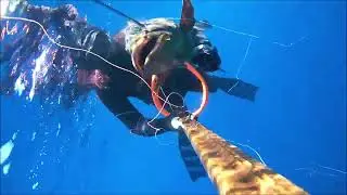 Dusky Grouper