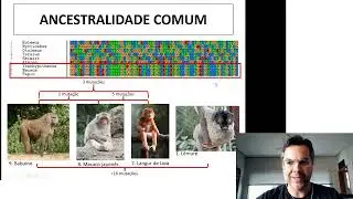 Evidências da Evolução - Parte3