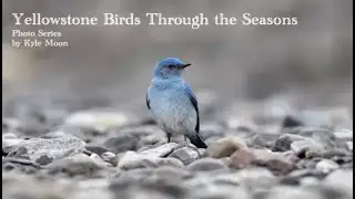 Bird Chat: Yellowstone Birds with Kyle Moon