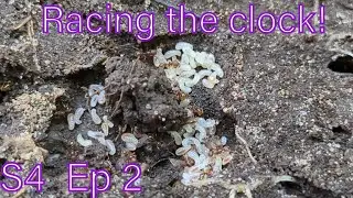 Anting in Northern Wisconsin s4 ep2: racing the clock!