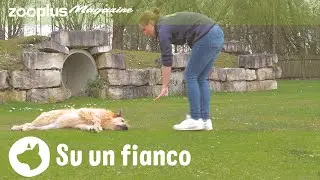 Trucchi con il cane - Su un fianco: ecco come fare | Magazine zooplus