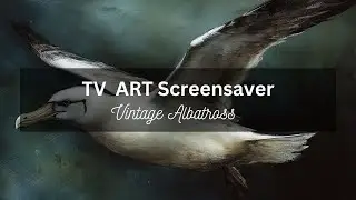 Vintage Albatross, 4 pictures, 1 hour. No sound Screensaver