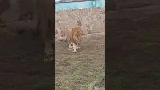 ❤️Львы в Тайгане. Гром_Громушка #shorts #animals #shortvideo #lions