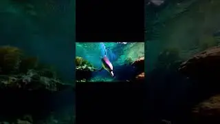 🎶Disco Dolphin&rsquo;s Splash Party Dance! 🐬💃 | Tap to Join the Fun!