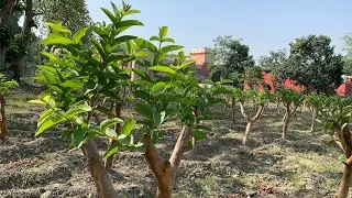 High Density Guava Orchard @ RPCAU, Pusa