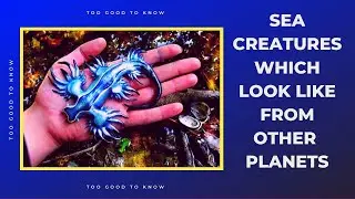 Scary sea creatures that look like they belong to other planets | 2G2K#17 | TooGoodToKnow#17