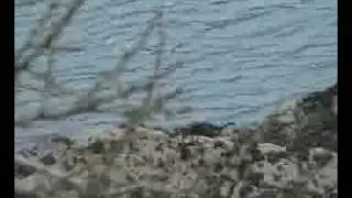 otters1