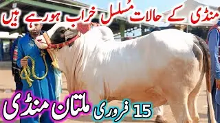 Today Multan Cow Mandi Fresh Latest Update | Cholistani Brahman & Sahiwal Bachre | Cow Mandi 2025🔥