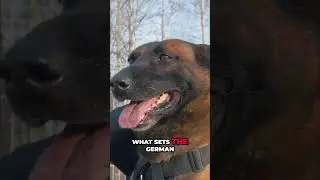 German Shepherds: The Ultimate Multi-Tool Soldier Dogs! #shorts