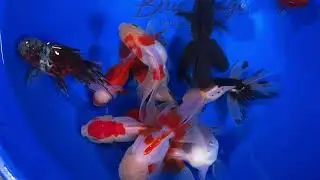 Extra Large Mixed Premium Oranda Goldfish from Blue Ridge Koi