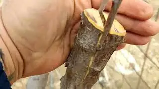 Injerto de púa de pluot sobre ciruelo
