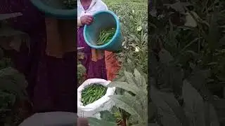 Modicare agriculture product active 80 ,active zyam, active max💪💪
