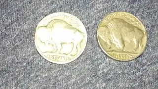 1936 P and 1936 D Buffalo nickels |With coin Facts|
