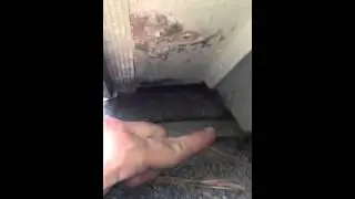 Bat Entry Point on a house