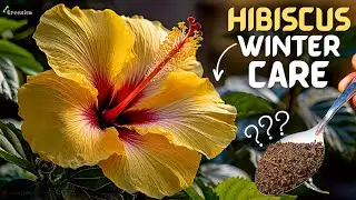 A Complete Guide on Hibiscus Plant Winter Care! (6 TRICKS*)