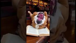 xch11661 #funny #bulldog #cat #cartoon #cute #chandrayaan3 #stablediffusion #aiart #beauty #animals