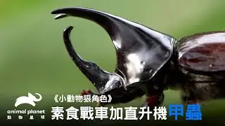 吃菜的沒有力？來看看戰車加直升機的化身—姬兜蟲｜動物星球頻道