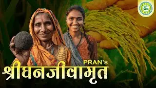 How to Make Natural Fertilizers at Home | श्रीघनजीवामृत (SRIGHANJEEVAMRIT) | PRAN NGO#naturalfarming