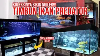 GILA!!! TIMBUN IKAN PREDATOR SULTAN DAN MEWAH GUYS !!! SILENT HOBBIES!!!