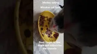 little kitten eating whiskas cat food||| don't forget to like share and subscribe the channel☺️☺️