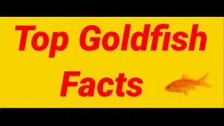 TOP GOLDFISH FACTS?? 5 AMAZING FACTS IN GOLDFISH?? FISH N FUN BHOPAL